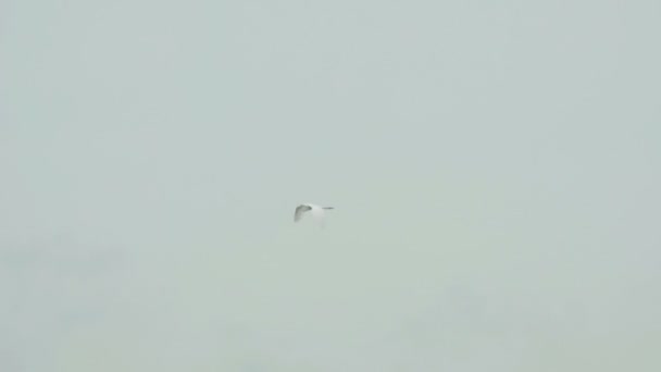 Біла чапля в аеропорту Пхукета — стокове відео