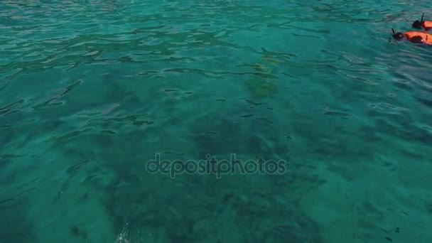 Snorkeling near Similans — Stock Video