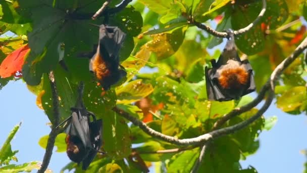 Zorros voladores colgando de una rama de árbol y lavando — Vídeo de stock