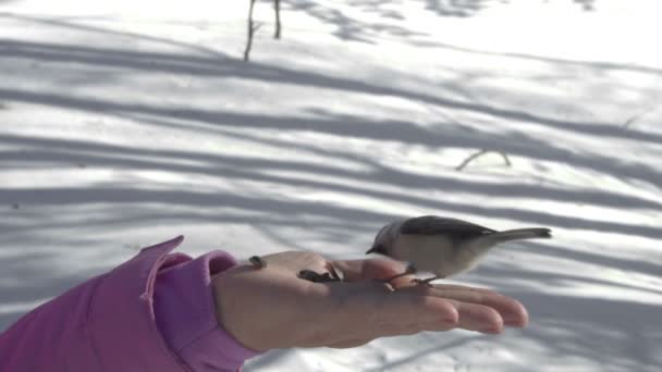 Πουλιά στο γυναικείο χέρι τρώνε τους σπόρους — Αρχείο Βίντεο