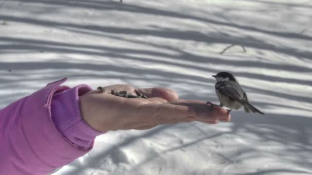 Las aves en la mano de las mujeres comen semillas — Vídeos de Stock