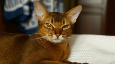 Şirin abyssinian kedi