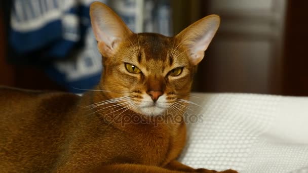 Cute abyssinian cat — Stock Footage Cute abyssinian cat Video Clip