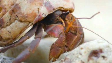 pavurya plajda gezinme