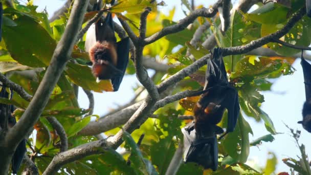 Flying foxes hanging on a tree branch and washing up — Stock Video