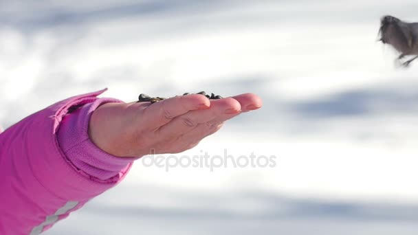 女性の手で鳥が種子を食べる — ストック動画