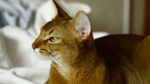 Милая абиссинская кошка — стоковое видео