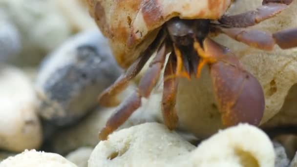 Crabe ermite rampant sur la plage — Video