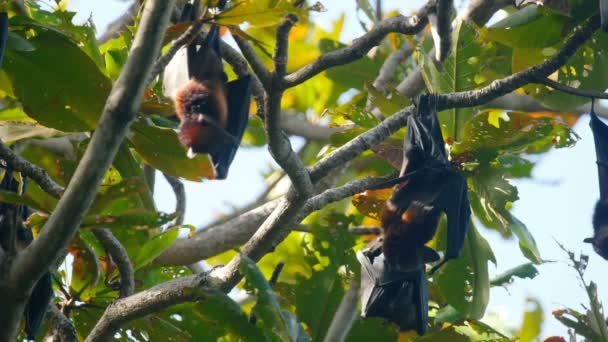 Flying foxes hanging on a tree branch and washing up — Stock Video