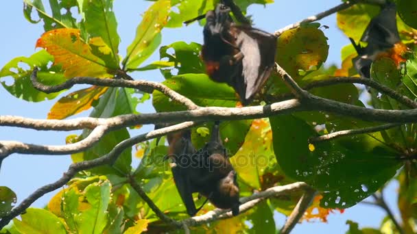 Zorros voladores colgando de una rama de árbol y lavando — Vídeo de stock