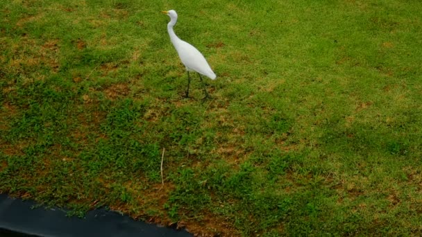 White Egret near lake — Stock Video