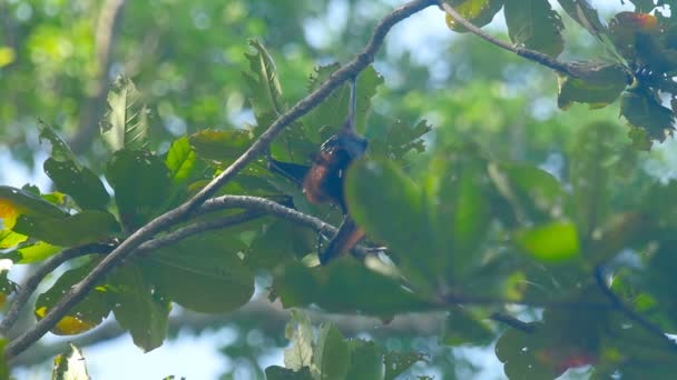 Flygande rävar hänger på en trädgren och diska — Stockvideo