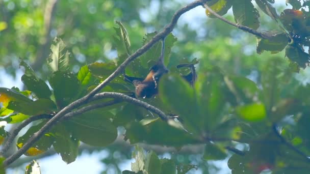 Flying fox κρέμεται από ένα κλαδί του δέντρου και να πλύνει επάνω — Αρχείο Βίντεο