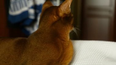 Şirin abyssinian kedi