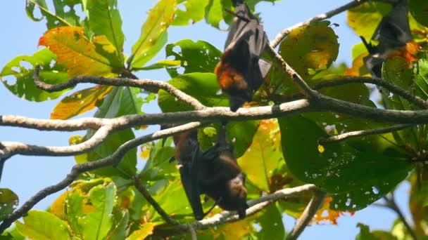 Zorros voladores colgando de una rama de árbol y lavando — Vídeo de stock