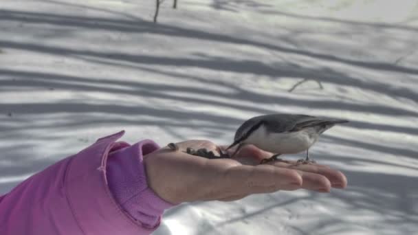 在女性手中的鸟吃种子 — 图库视频影像