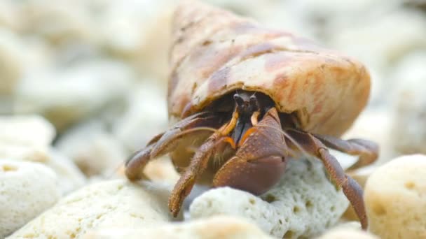 Crabe ermite rampant sur la plage — Video