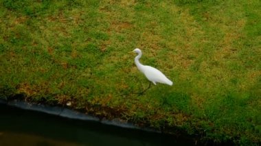 Beyaz lake yakınındaki ak balıkçıl