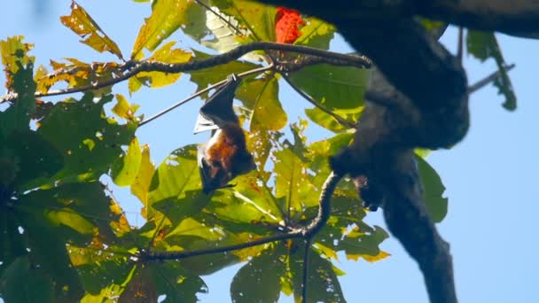 Vliegende vossen opknoping op een boomtak en de afwas, slow-motion — Stockvideo