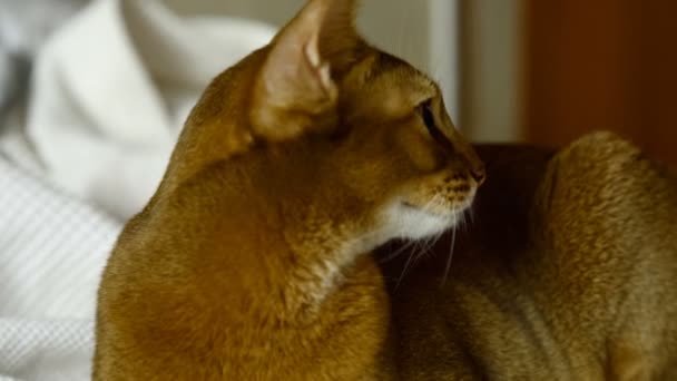 Şirin abyssinian kedi — Stok video