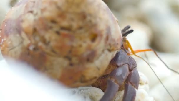 Crabe ermite rampant sur la plage — Video