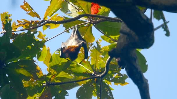 Fliegende Füchse hängen an einem Ast und spülen, Zeitlupe — Stockvideo