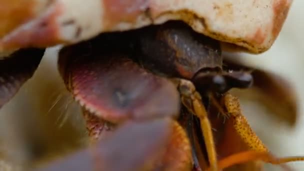 Crabe ermite rampant sur la plage — Video