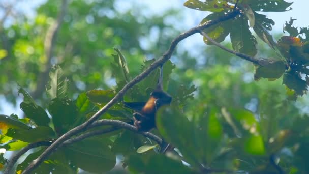 Pteropus opknoping op een boomtak en de afwas — Stockvideo