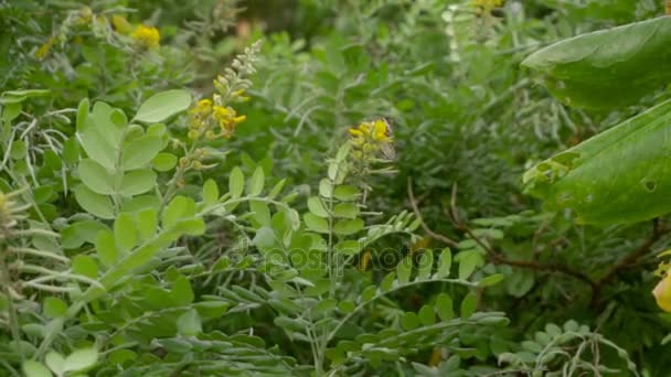 Monarch butterfly flight — Stock Video