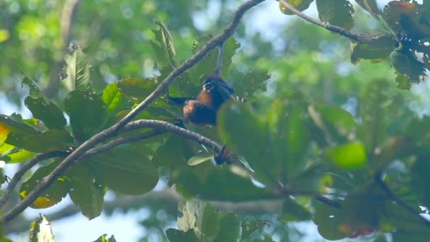 Flying fox κρέμεται από ένα κλαδί του δέντρου και να πλύνει επάνω — Αρχείο Βίντεο