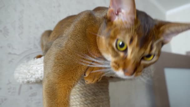 Portret kot Abisyński — Wideo stockowe