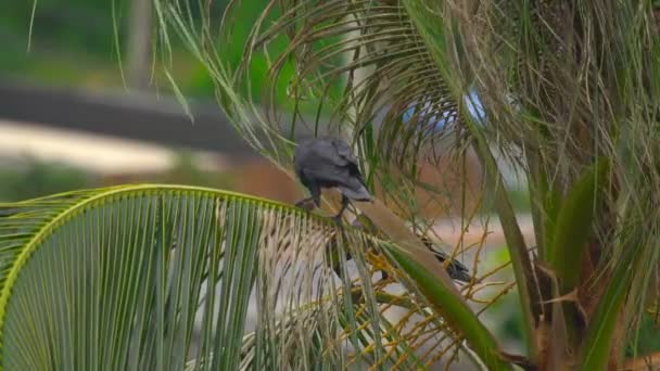 Vrána na kokosové palmy — Stock video