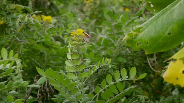 Метелик монарх польоту — стокове відео