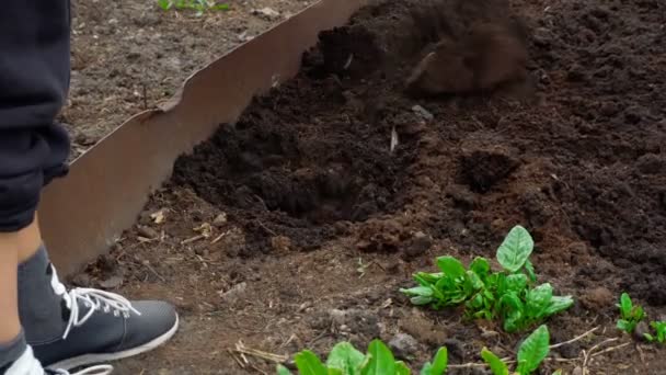Jardinería de primavera dura — Vídeos de Stock