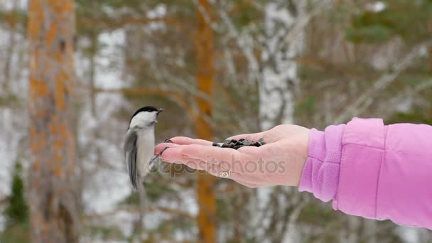 Bird in womens hand eat seeds — Stock Video