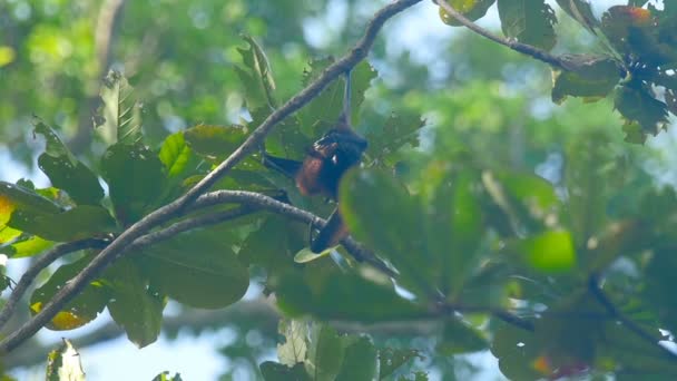 Flying fox κρέμεται από ένα κλαδί του δέντρου και να πλύνει επάνω — Αρχείο Βίντεο