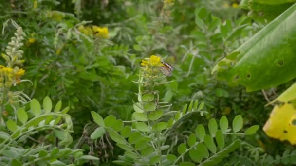 Monarch butterfly flyg — Stockvideo