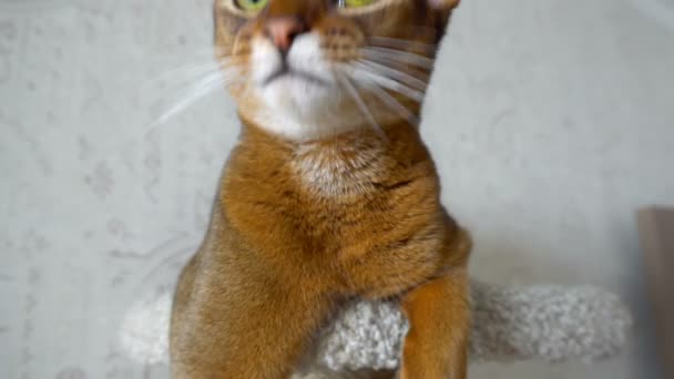 Habešský kočka portrét — Stock video