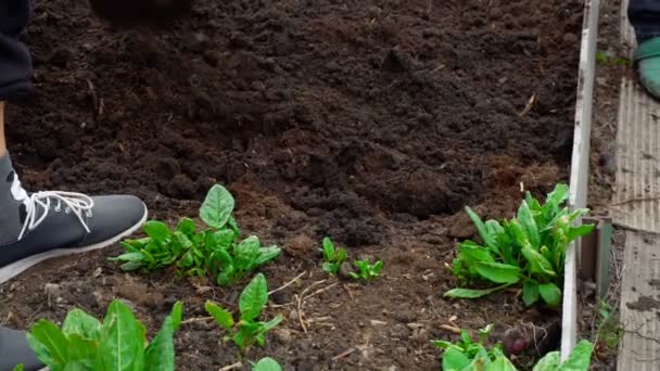 Hard spring gardening — Stock Video