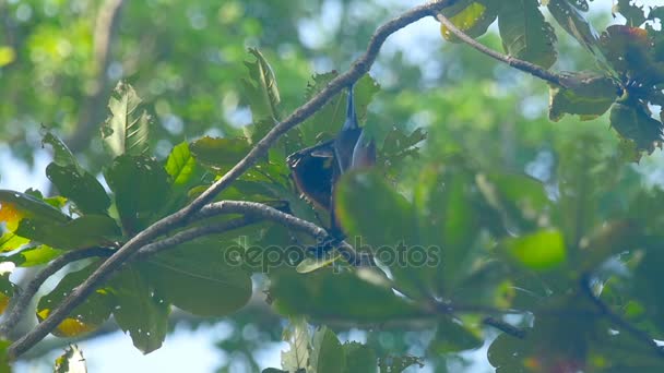 Flying fox κρέμεται από ένα κλαδί του δέντρου και να πλύνει επάνω — Αρχείο Βίντεο