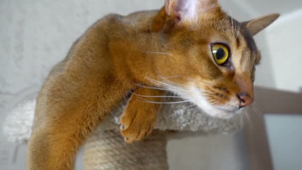 Retrato de gato abissínio — Vídeo de Stock