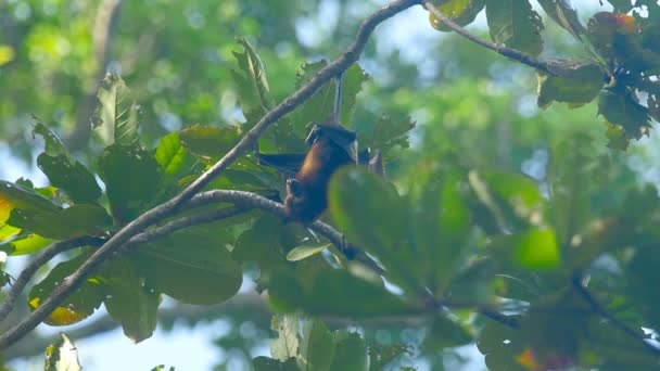 Flying fox κρέμεται από ένα κλαδί του δέντρου και να πλύνει επάνω — Αρχείο Βίντεο