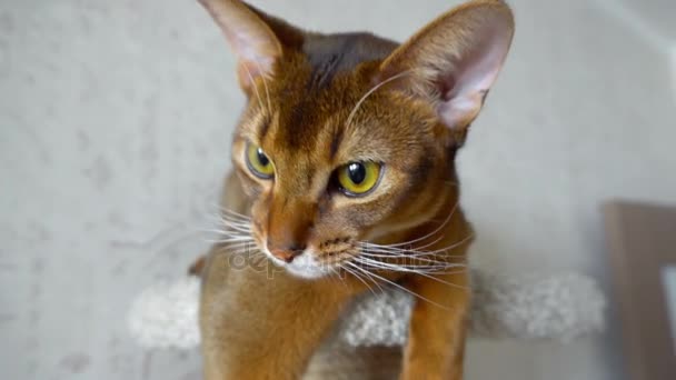 Portrait de chat abyssinien — Video