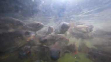 Sorunlu sularda balık sürüsü