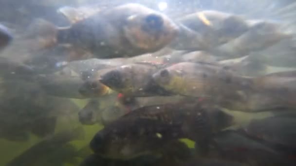 Un troupeau de poissons dans les eaux troubles — Video