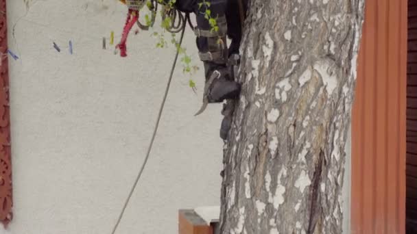 Arborist se ridică la mesteacan — Videoclip de stoc