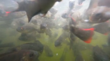 Sorunlu sularda balık sürüsü