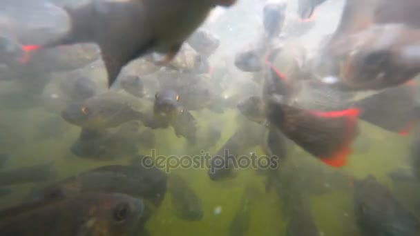 Stado ryb w mętnej wodzie — Wideo stockowe