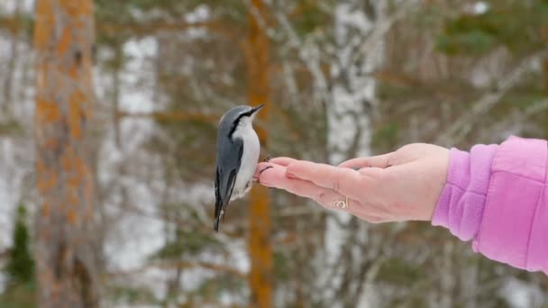 Pássaro em mulheres mão comer sementes — Vídeo de Stock