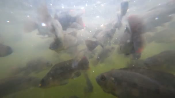 Una bandada de peces en aguas turbulentas — Vídeo de stock